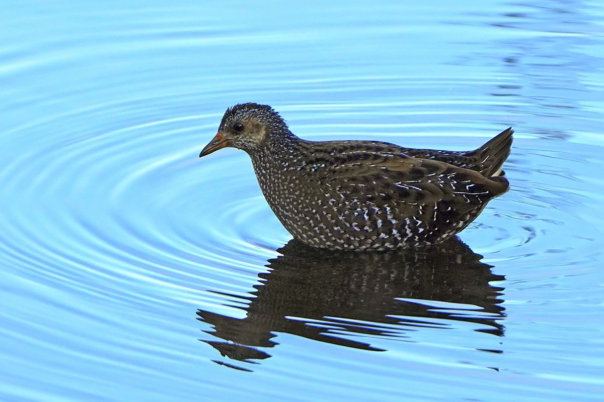 kropiatka 