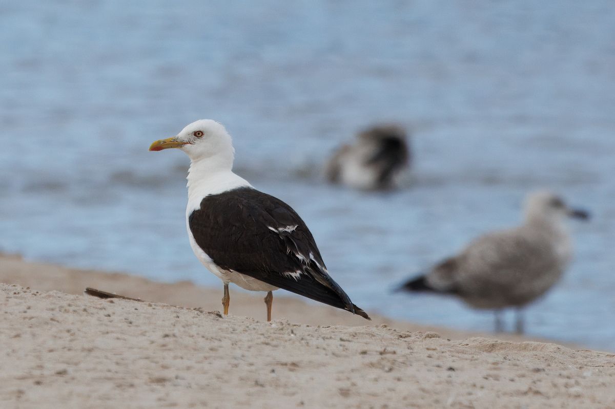 mewa żółtonoga (ssp. fuscus)  - Adam Raciborski