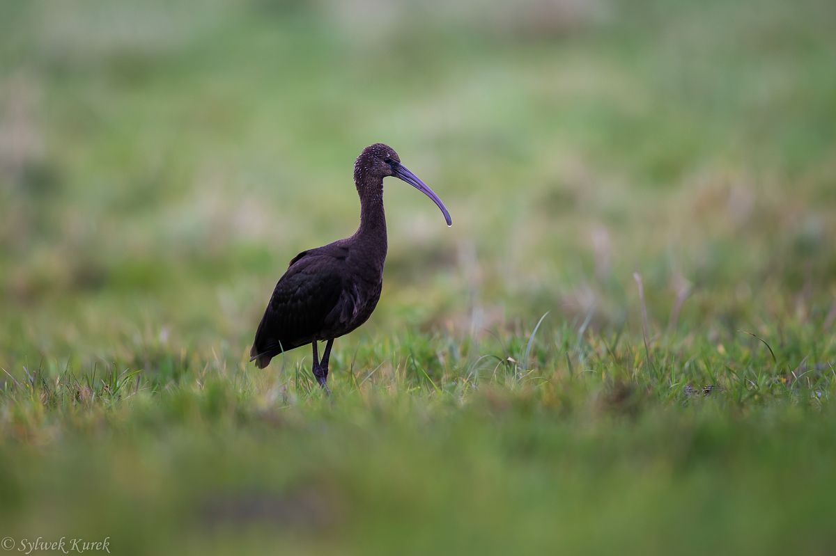 ibis kasztanowaty  - Sylwek Kurek