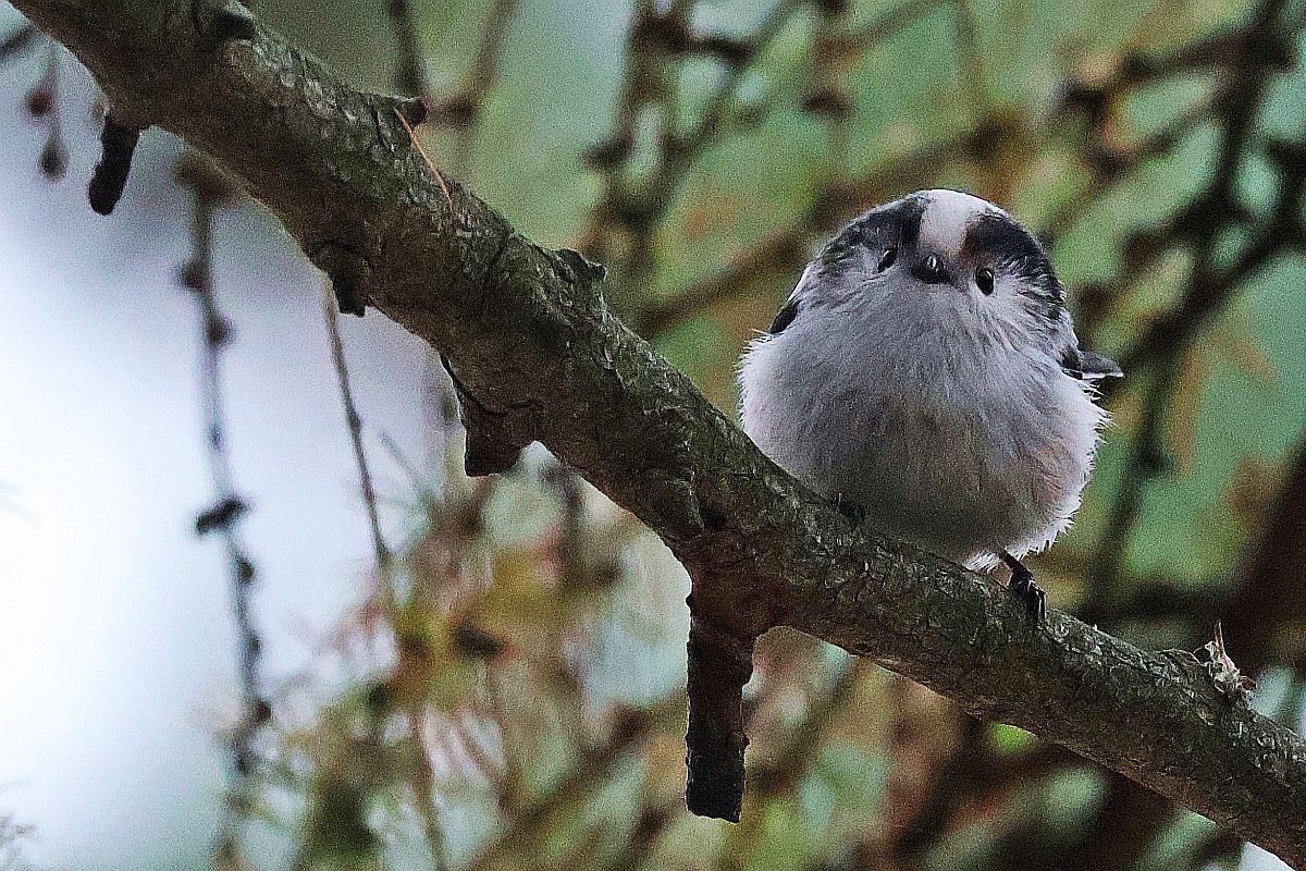 raniuszek (czarnobrewy, ssp. europaeus)  - Krzysztof Czajowski