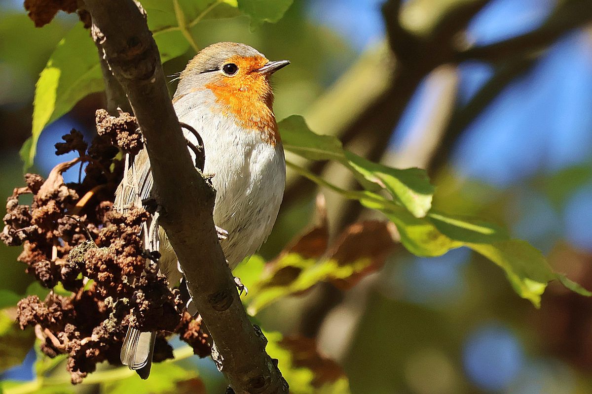 European Robin  - Krzysztof Czajowski