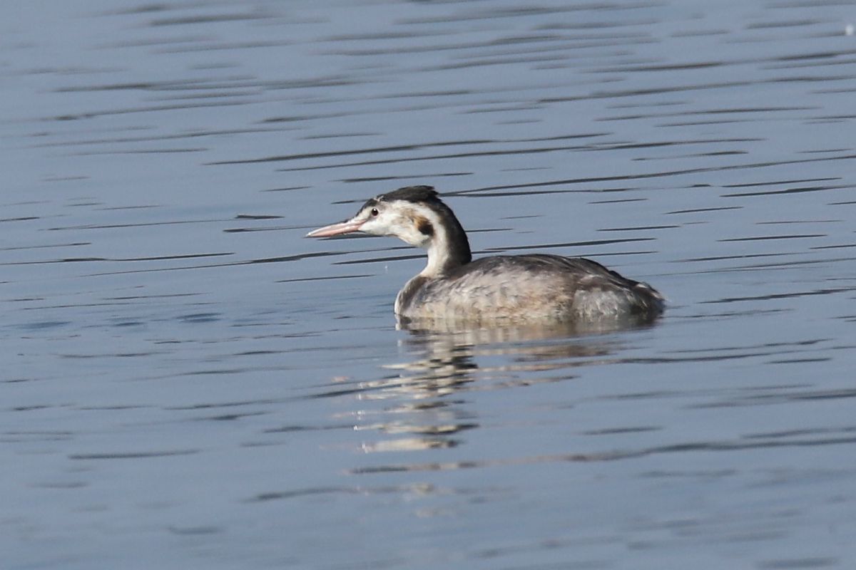 perkoz dwuczuby  - Henryk Piernikarczyk