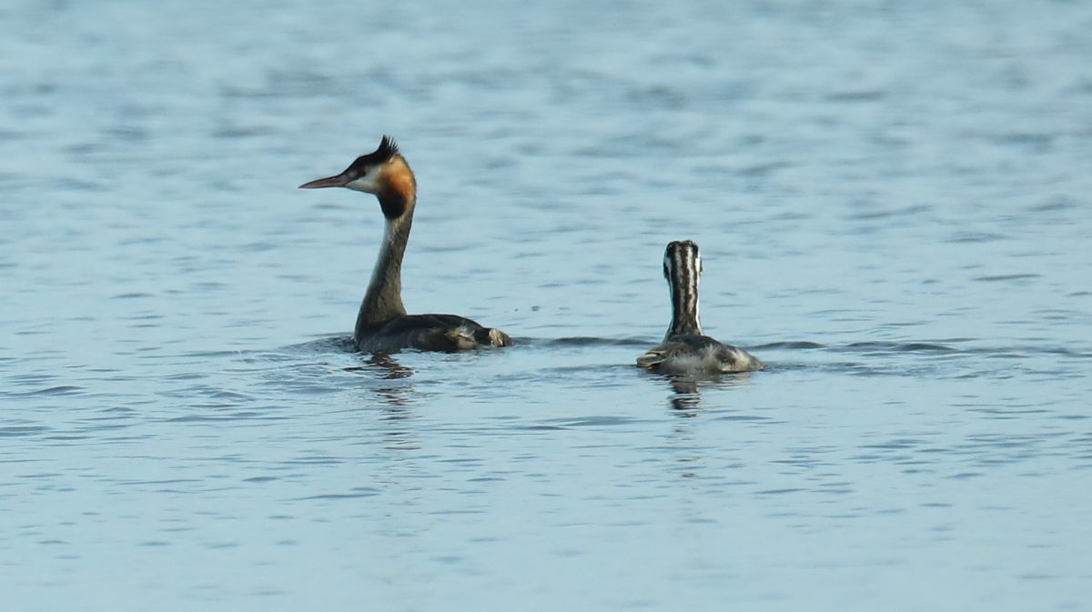 Great Crested Grebe  - Henryk Piernikarczyk