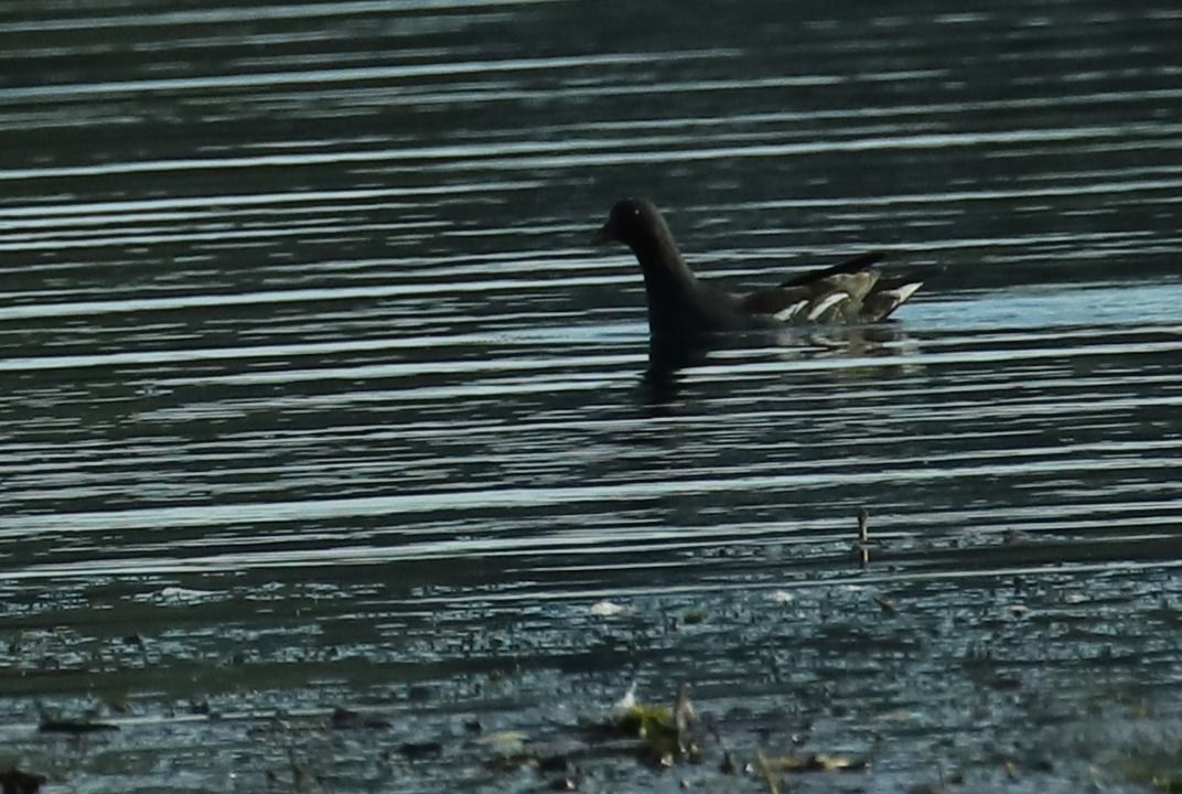 Common Moorhen  - Henryk Piernikarczyk