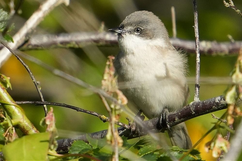 Lesser Whitethroat  - Wiktor Kroker