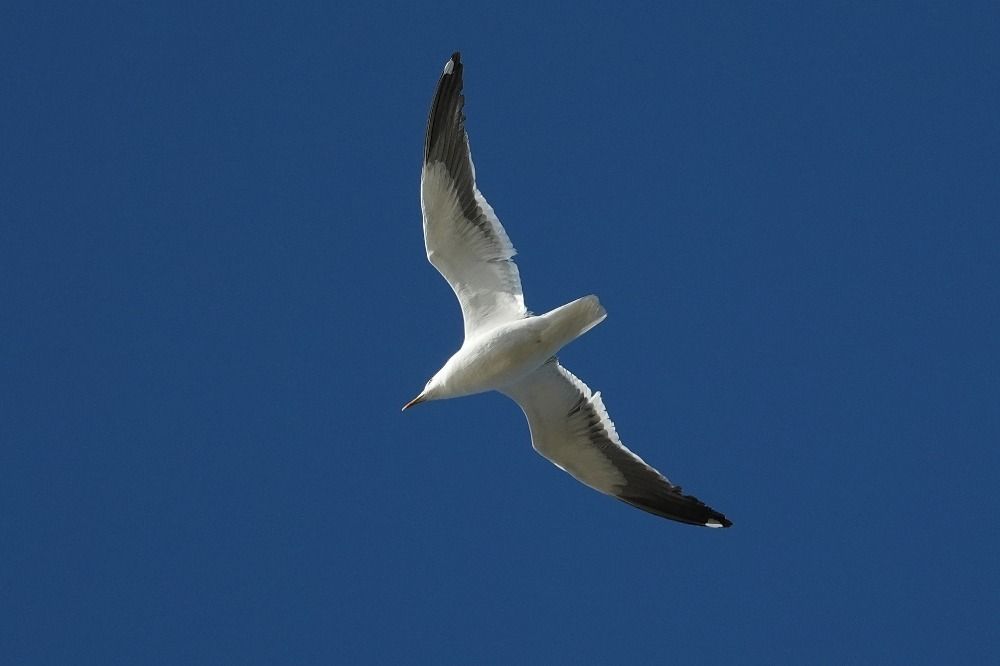 mewa żółtonoga (ssp. fuscus)  - Wiktor Kroker