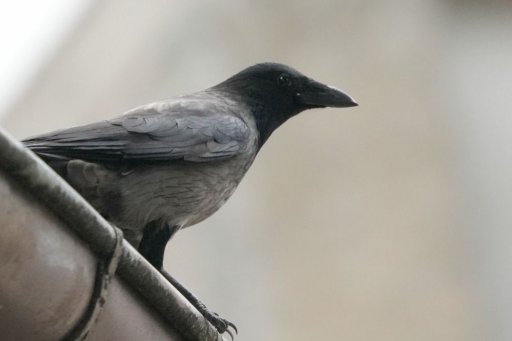 wrona (hybryd siwa x czarnowron)  - Wiktor Kroker