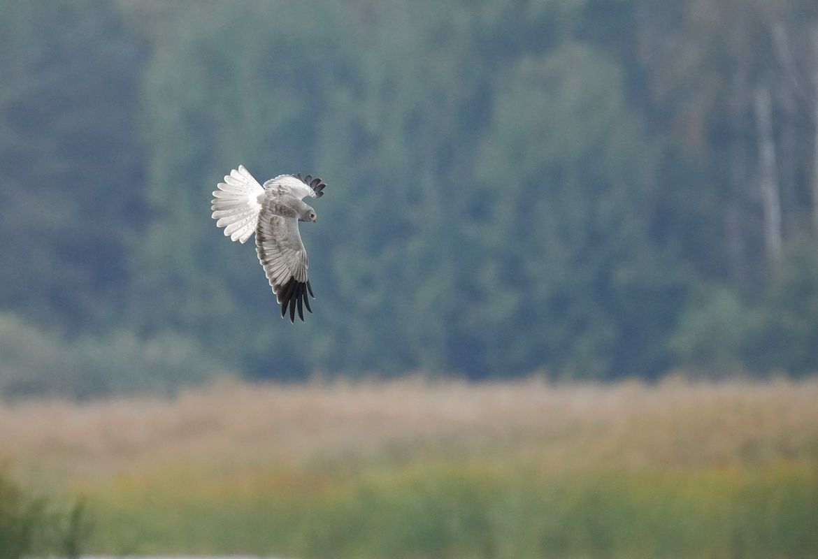 błotniak zbożowy  - Grzegorz Grygoruk