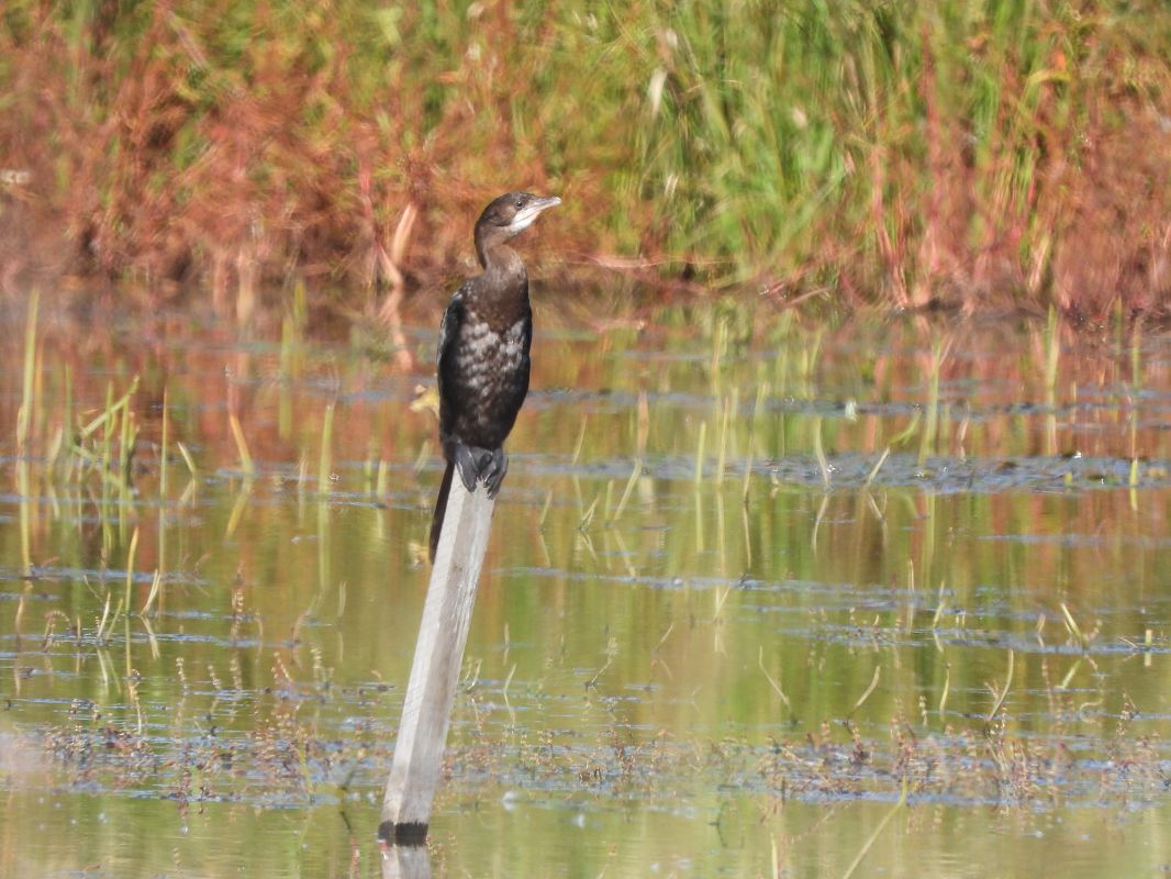 kormoran mały  - Janusz Gajdas