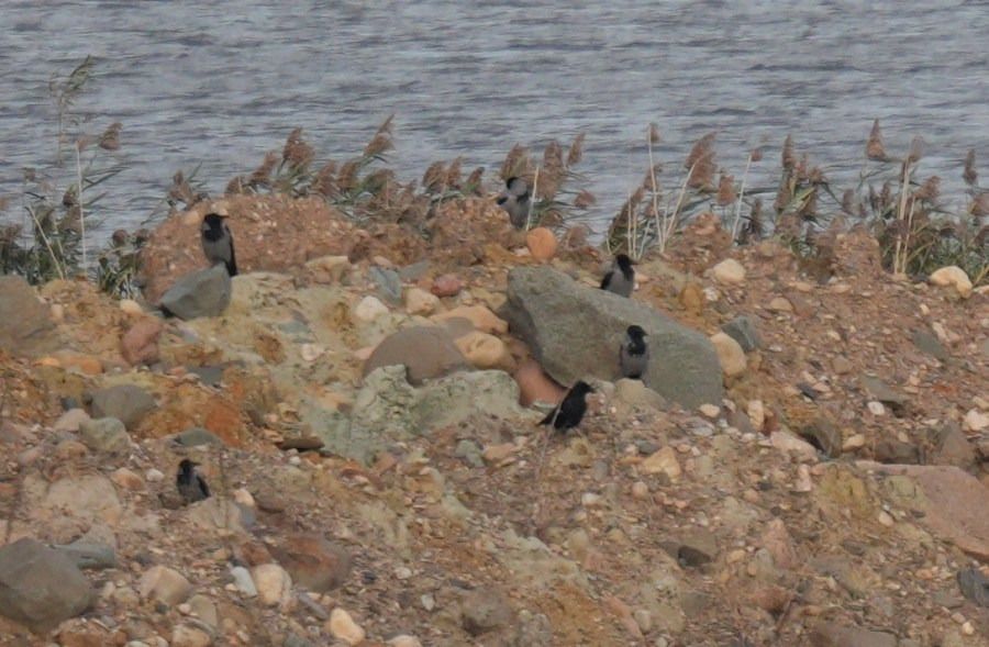 wrona (czarnowron, ssp. corone)  - Rafał Walczybok