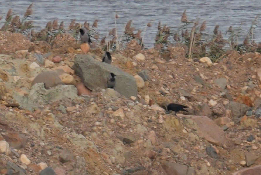 wrona (czarnowron, ssp. corone)  - Rafał Walczybok