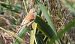 remiz  - Jarosław Słowikowski