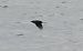 białorzytka  - Jarosław Słowikowski