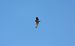 uszatka błotna  - Jarosław Słowikowski